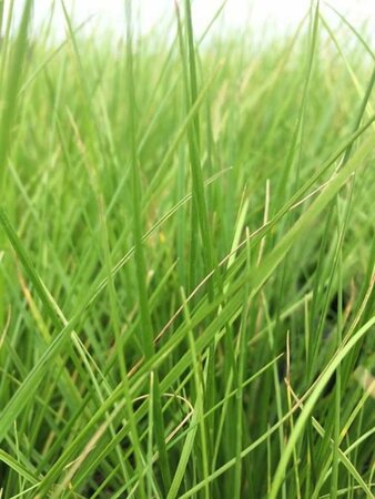 Deschampsia cespitosa P9 - afbeelding 6