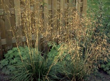 Deschampsia cespitosa P9 - afbeelding 9