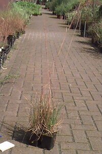 Deschampsia cespitosa C2 - afbeelding 11