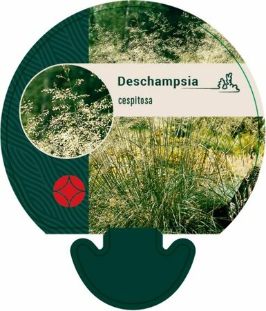 Deschampsia cespitosa P9 - afbeelding 3