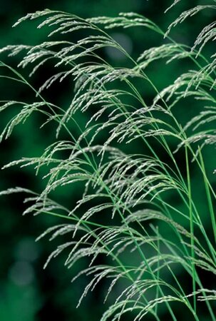 Deschampsia cespitosa P9 - afbeelding 10