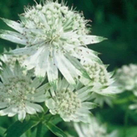 Astrantia major 'Shaggy' P9 - afbeelding 5