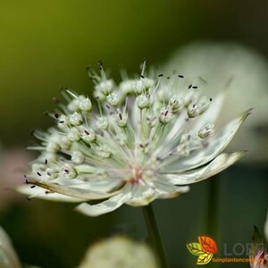 Astrantia major 'Shaggy' P9 - afbeelding 1