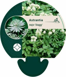 Astrantia major 'Shaggy' P9 - afbeelding 4