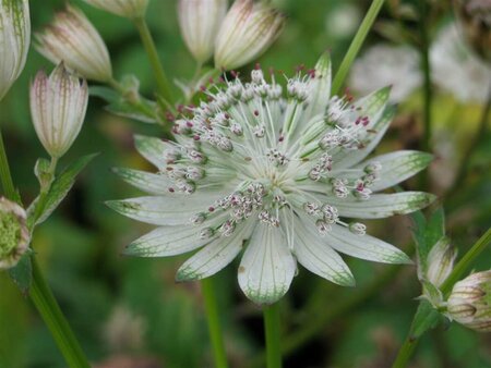 Astrantia major 'Shaggy' P9 - afbeelding 2