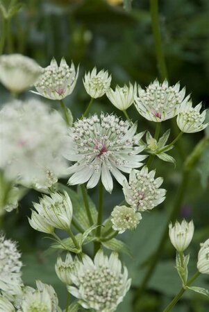 Astrantia major 'Shaggy' P9 - afbeelding 3