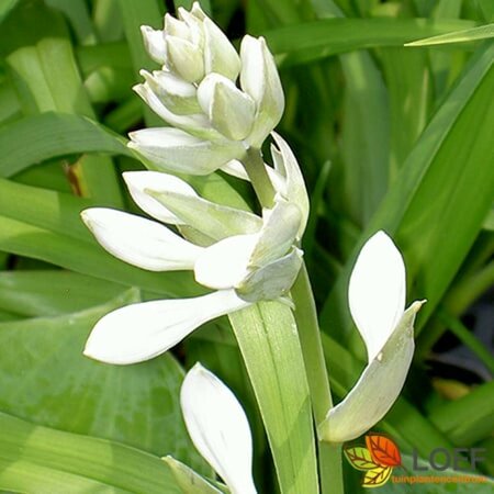 Hosta sieboldiana 'Elegans' P9 - afbeelding 1