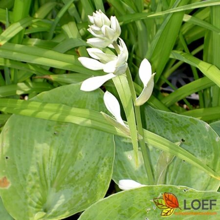 Hosta sieboldiana 'Elegans' P9 - afbeelding 2