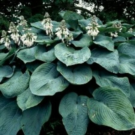 Hosta sieboldiana 'Elegans' P9 - afbeelding 4