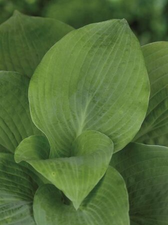 Hosta sieboldiana 'Elegans' P9 - afbeelding 7