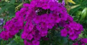 Phlox paniculata 'The King' P9 - afbeelding 1