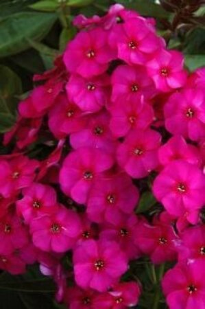 Phlox paniculata 'The King' P9 - afbeelding 2