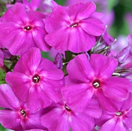 Phlox paniculata 'The King' P9 - afbeelding 3