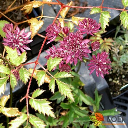 Astrantia major 'Claret' P9 - afbeelding 1