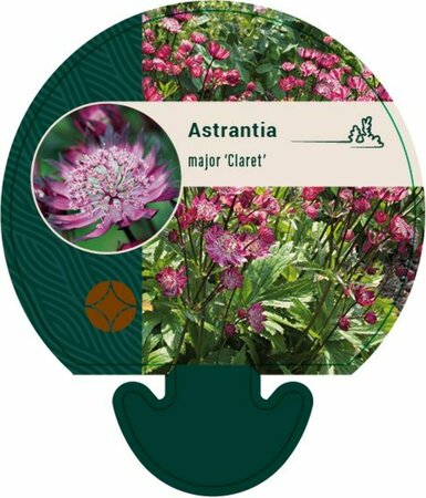 Astrantia major 'Claret' P9 - afbeelding 2