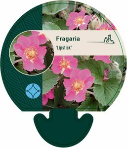 Fragaria Lipstick P9