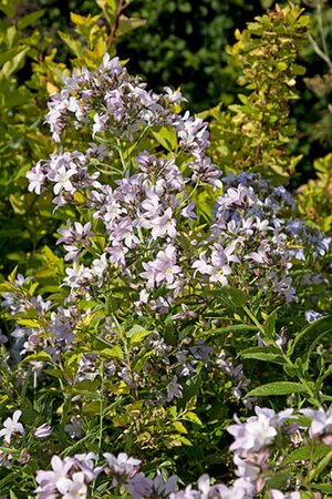 Campanula lactiflora 'Loddon Anna' P9 - afbeelding 6