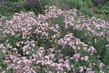 Campanula lactiflora 'Loddon Anna' P9 - afbeelding 1