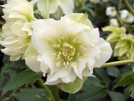 Helleborus orientalis 'Double Ellen White' P9 - afbeelding 2