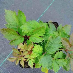 Astilbe chinensis 'Pumila' P9 - afbeelding 5