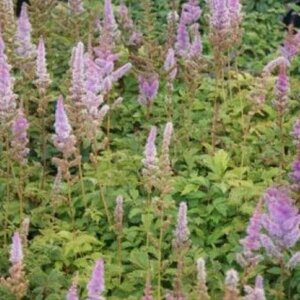 Astilbe chinensis 'Pumila' P9 - afbeelding 1