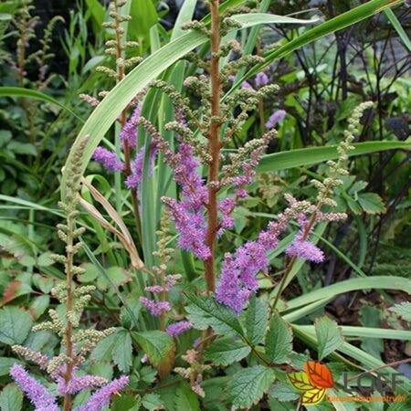 Astilbe chinensis 'Pumila' P9 - afbeelding 4