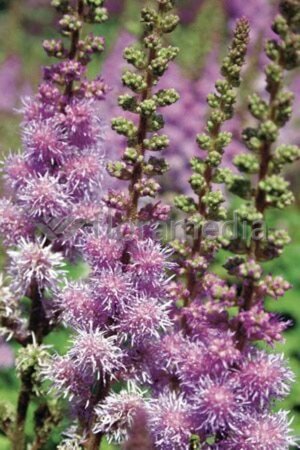 Astilbe chinensis 'Pumila' P9 - afbeelding 3