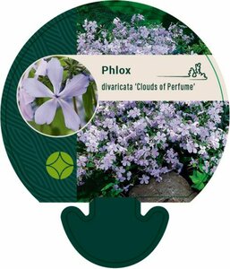 Phlox divaricata 'Clouds of Perfume' P9