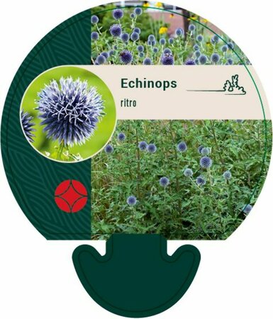 Echinops ritro P9