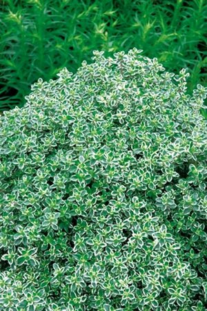 Thymus citriodorus 'Silver Queen' P9 - afbeelding 1