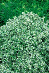 Thymus citriodorus 'Silver Queen' P9 - afbeelding 1