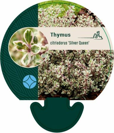 Thymus citriodorus 'Silver Queen' P9 - afbeelding 3