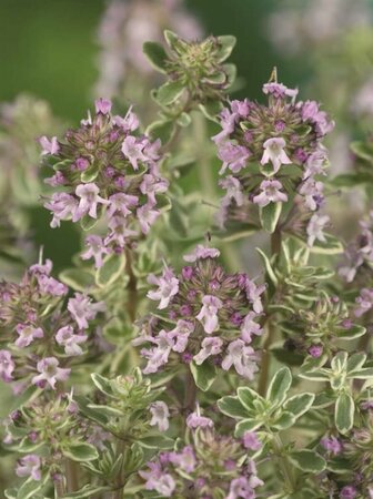 Thymus citriodorus 'Silver Queen' P9 - afbeelding 2