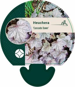 Heuchera 'Cascade Dawn' P9 - afbeelding 5