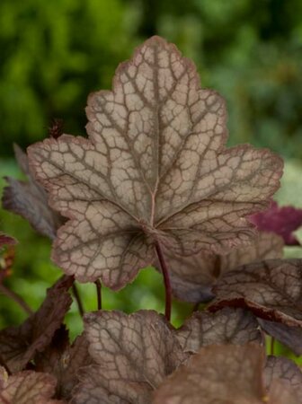 Heuchera 'Cascade Dawn' P9 - afbeelding 3