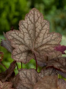 Heuchera 'Cascade Dawn' P9 - afbeelding 3