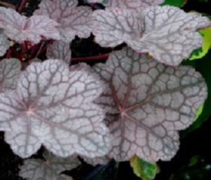 Heuchera 'Cascade Dawn' P9 - afbeelding 4