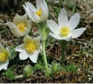 Pulsatilla vulgaris 'Alba' P9 - afbeelding 3