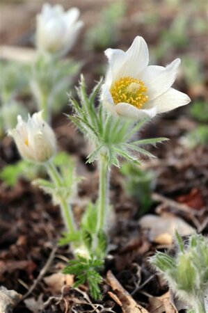 Pulsatilla vulgaris 'Alba' P9 - afbeelding 1