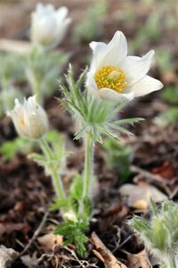 Pulsatilla vulgaris 'Alba' P9 - afbeelding 1