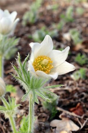 Pulsatilla vulgaris 'Alba' P9 - afbeelding 2