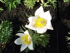 Pulsatilla vulgaris 'Alba' P9 - afbeelding 4