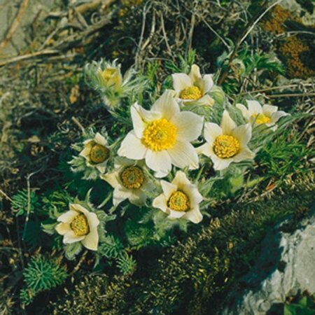 Pulsatilla vulgaris 'Alba' P9 - afbeelding 5