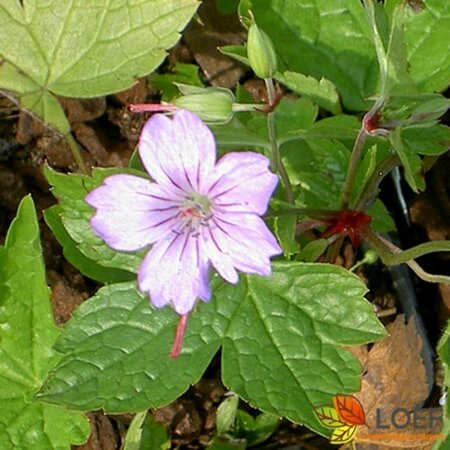 Geranium nodosum P9 - afbeelding 1