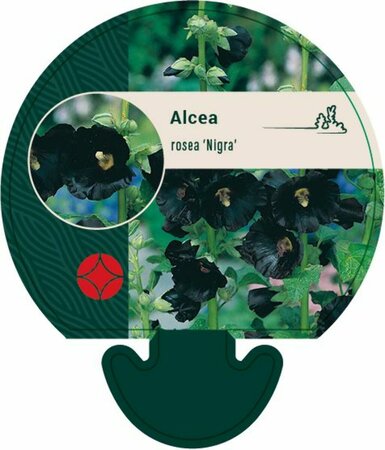 Alcea rosea 'Nigra' P9