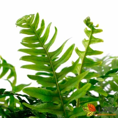 Polypodium vulgare P11 - afbeelding 9