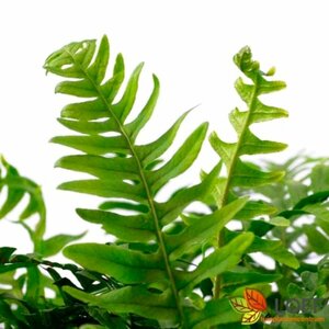 Polypodium vulgare P11 - afbeelding 2