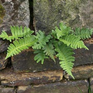 Polypodium vulgare P11 - afbeelding 4