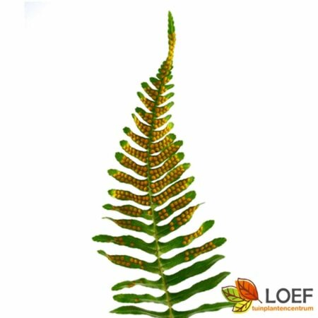 Polypodium vulgare P11 - afbeelding 7