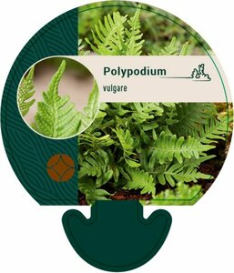 Polypodium vulgare P11 - afbeelding 10